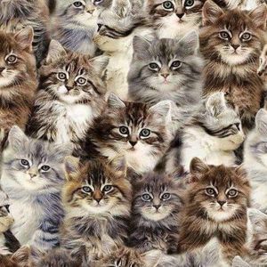 Meet your Posher, Patrick